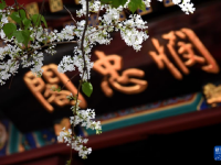 北京法源寺：丁香花开引客来
