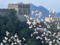 山花烂漫美长城
