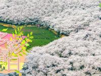 多彩春日
