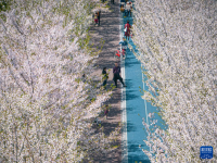 浙江杭州：“樱花跑道”引客来
