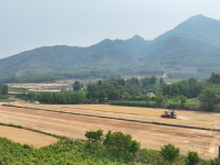 河南山东等地小麦陆续开镰收割