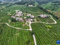 重庆万州：以产业振兴带动乡村振兴

