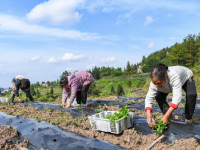 重庆石柱：壮大村集体经济 助力乡村振兴

