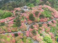 湖北麻城：十万亩杜鹃盛开迎客

