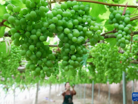 河北昌黎：暖棚葡萄进入收获季
