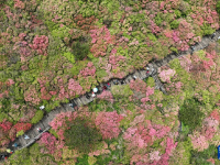 湖北麻城：十万亩杜鹃盛开迎客
