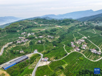 重庆万州：以产业振兴带动乡村振兴
