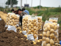 山东滕州：马铃薯收获忙
