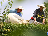 江苏句容：机械采茶提速增效促增收
