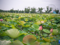 浙江宁波：夏日赏荷正当时

