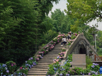 初夏上海 花“漾”乡村
