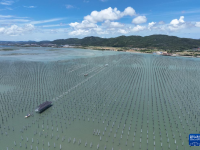 福建：海上光伏电站建设忙
