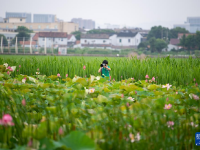 浙江宁波：夏日赏荷正当时
