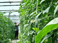 河北盐山：盐碱地里果蔬飘香
