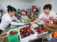 浙江桐乡：特色槜李迎丰收
