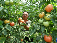 河北盐山：盐碱地里果蔬飘香
