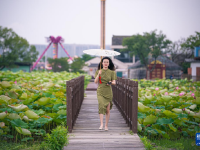 浙江宁波：夏日赏荷正当时
