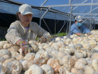 黑龙江海林：猴头菇采收加工忙
