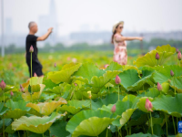 浙江宁波：夏日赏荷正当时
