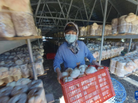 黑龙江海林：猴头菇采收加工忙
