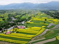 甘肃积石山：油菜花开美山乡