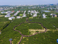 浙江桐乡：特色槜李迎丰收

