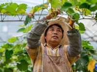 云南巧家：移民群众家门口就业

