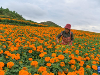 贵州威宁：万寿菊开出“致富花”

