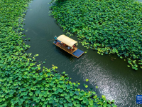 夏日乡村美景引游人
