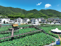 夏日乡村美景引游人
