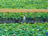 夏日乡村美景引游人

