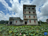 夏日乡村美景引游人
