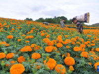 贵州威宁：万寿菊开出“致富花”
