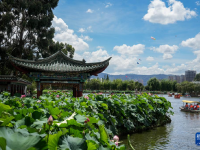 昆明：荷花盛开引客来
