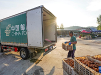 河北遵化：鲜核桃收购加工外销忙
