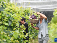 河北晋州：葡萄成熟季 果农采收忙
