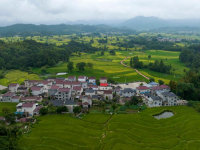 “云上梯田”丰收在望
