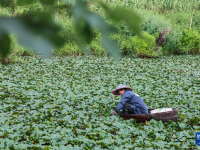浙江湖州：处暑时节采菱忙
