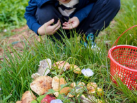 云南：山林采菌 避暑消夏
