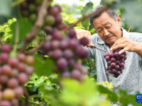 河北晋州：葡萄成熟季 果农采收忙
