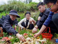 云南：山林采菌 避暑消夏
