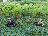 浙江湖州：处暑时节采菱忙
