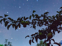 “北大仓”：田野“约会”浪漫星空
