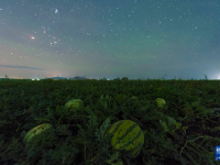“北大仓”：田野“约会”浪漫星空
