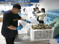 山东东营：大闸蟹进入捕捞销售旺季

