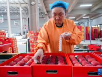 云南昭通：早中熟苹果上市
