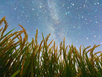 丰收田野“约会”浪漫星空
