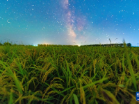 丰收田野“约会”浪漫星空
