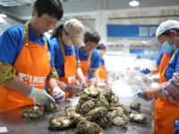 山东东营：大闸蟹进入捕捞销售旺季
