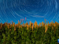 丰收田野“约会”浪漫星空
